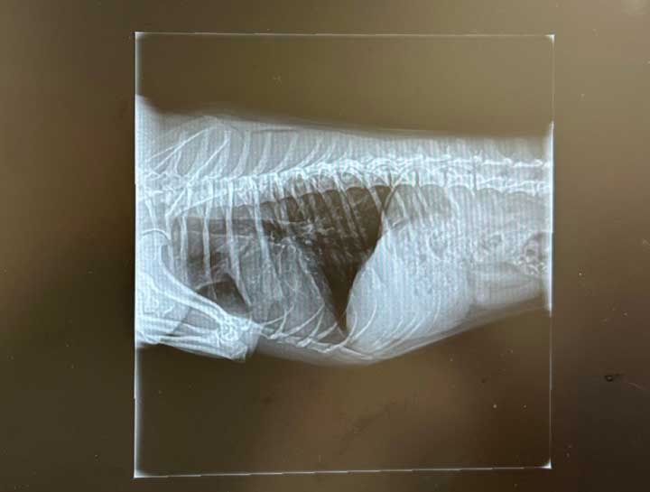 Pet Digital Radiology