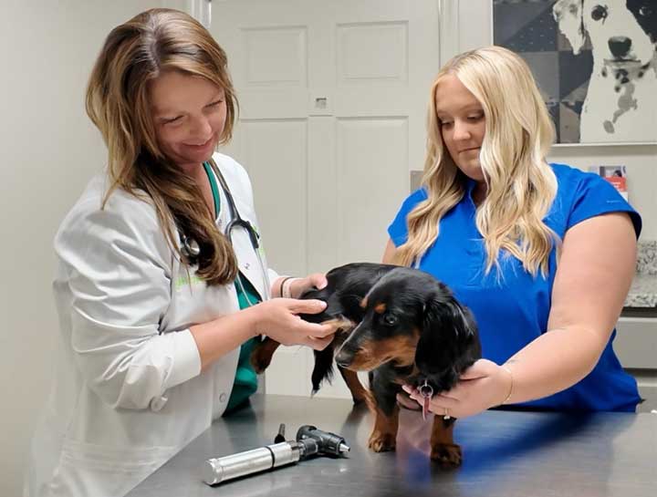 Preventive Care for Dogs