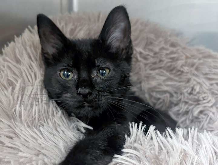 Spay & Neuter Procedures